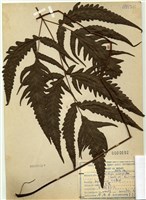 藏品(三叉蕨)的圖片